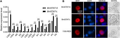 Downregulation of BmSTAT transcription factor promoted nucleopolyhedrovirus replication in Bombyx mori